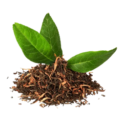 Green Tea Leaf Extract