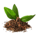 Green Tea Leaf Extract