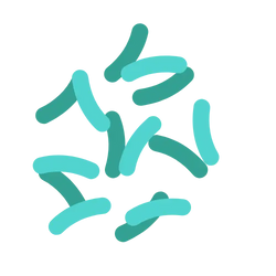 Probiotic Blend (Bifidobacterium + Lactobacillus Strains)