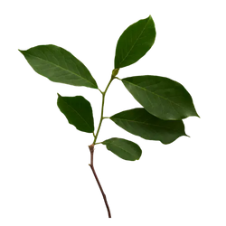 Gymnema Sylvestre Leaf Extract