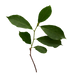 Gymnema Sylvestre Leaf Extract