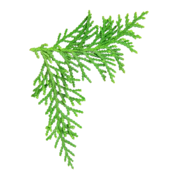 Oriental Arborvitae Leaf Extract