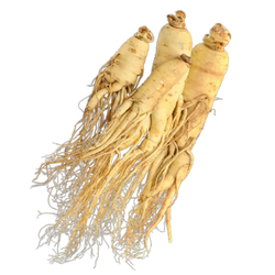 Chinese Angelica Extract
